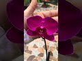 Ya termino de abrir la flor mi phalaenopsis #flores #orchid