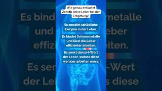 Rätsel - Die Herausforderung Der Leber