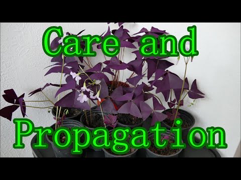 Oxalis Triangularis Care And Propagation (With Time Lapse)