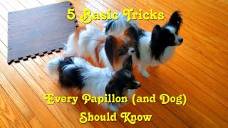 5 Basic Tricks Every Papillon (and Dog) Should Know