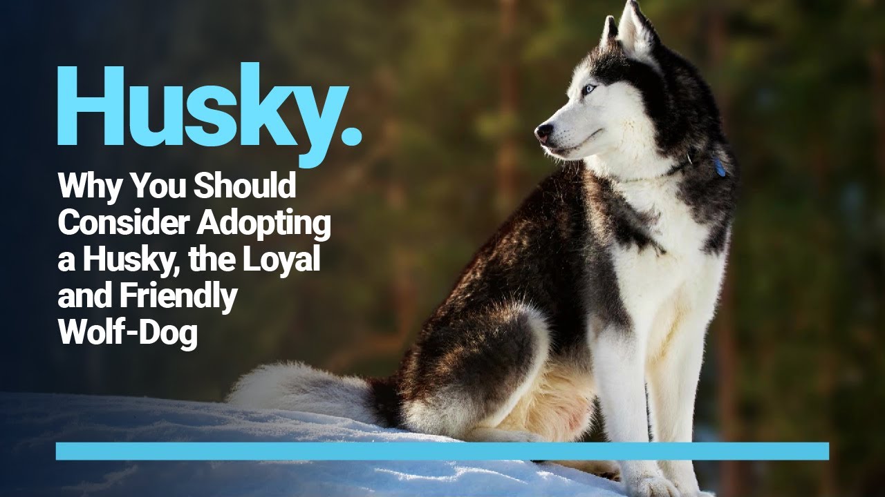 Why You Should Consider Adopting a Husky, the Loyal and Friendly Wolf-Dog