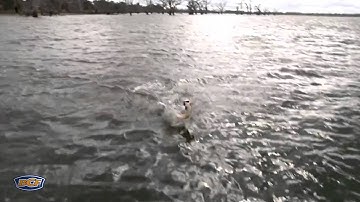 How to catch Trout (Lures) - Fishing - BCF