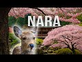 NARA the ANCIENT capital of JAPAN 🇯🇵 SLEEPING in the DEER PARK!