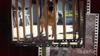 A DAY IN THE LIFE OF ANIMAL CONTROL
