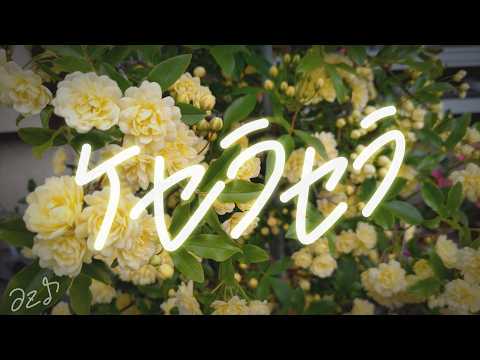 ケセラセラ ピアノ伴奏 / Mrs. GREEN APPLE〈 piano cover / inst 〉【ミセス / 歌詞】