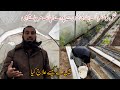 Damping off plants in winter sardiyon me plant ki hifazat how to protect plant from cold ir farm