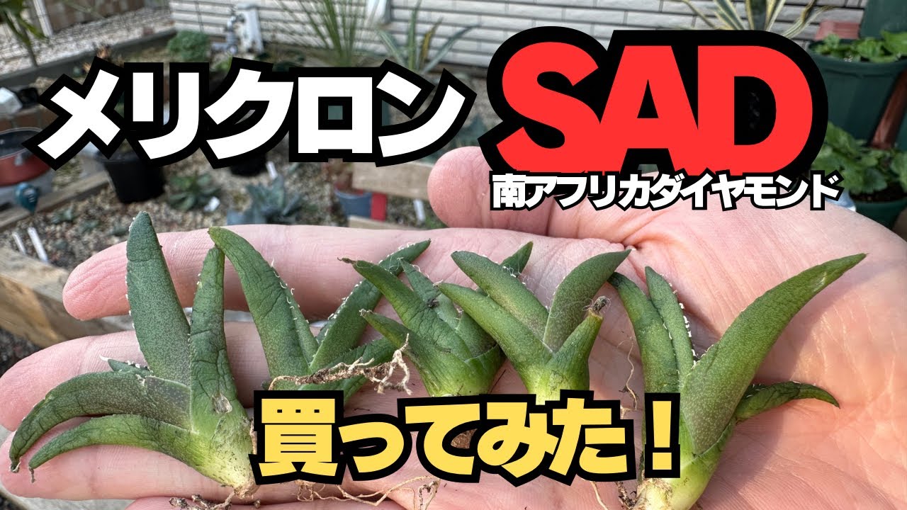 最強SAD 南アフリカダイヤモンド 直系子株（【疑惑】メリクロン  