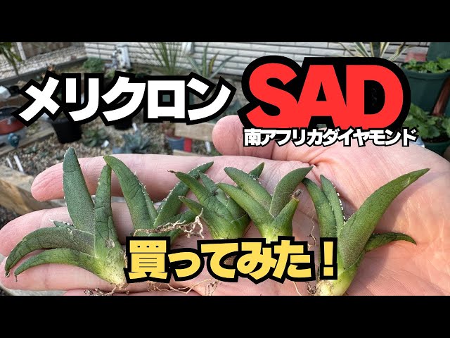 アガベ STAR Diamond 子株 検索)麻花、ぶつぶつ、studs アガベ STAR