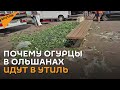 Огуречный протест: почему в Беларуси овощи попадают на мусорку?