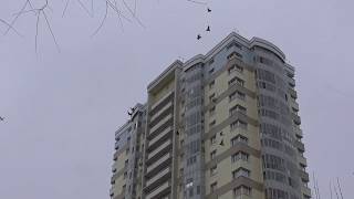 Бойные голуби 06.04.2020 Знакомство молодых голубей с внешним миром.