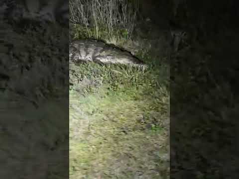 Rare American crocodile #crocodile#youtubeshorts#wildlife