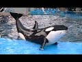 シャチの寿命・体の感触・アース・リンなど / 名古屋港水族館