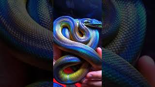 White-lipped Python#facts #extinctspecies #snake #beutifulanimal #viralshorts #funnyanimals #ytshort