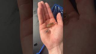 This 1 in a MILLION Crawfish Is MISSING!