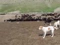 Aboriginal shepherd dogs of South Uzbekistan - border Afganistan