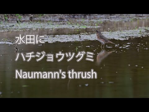 【水田に】ハチジョウツグミ Naumann's thrush