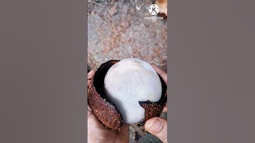How to remove COCONUT Flesh From Shell #shorts #trending