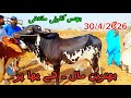 Bhains colony mandi 30/4/2026 Karachi cettal retas update 