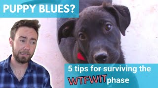 5 Tips For Surviving the WTFWIT Phase with Your New Puppy