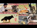 Tufani Raat Mai Kise Ka Black Gsd Dog Mila🐶 Ducks Attack Coco😨Chintu K Two Puppies Mera Fav Ban Gye😍