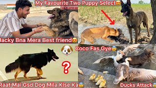 Tufani Raat Mai Kise Ka Black Gsd Dog Mila🐶 Ducks Attack Coco😨Chintu K Two Puppies Mera Fav Ban Gye😍