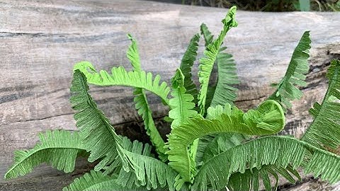 ABC TV | How To Make Boston Fern Paper With Crepe Paper - Craft Tutorial