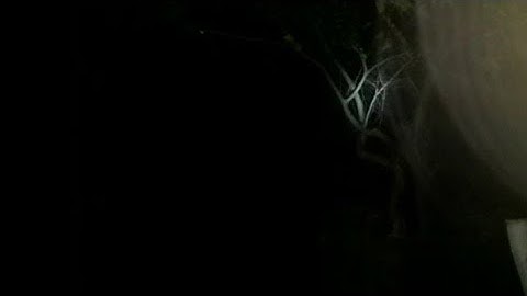 Suara Kuntilanak Tertawa Ketawa Nyata Asli