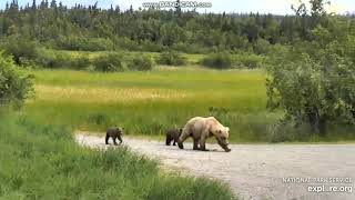 Grazer #128 and two cubs on the spit road in Katmai National Park 6\/22\/20