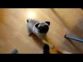 Count Dankula's "Nazi pug" video shown to a live audience