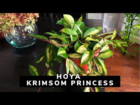 Hoya Carnosa Krimsom Princess Repot And Plant Tips