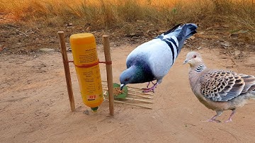 Simple Bird Trap Technology Using Bottle And rubber That Work 100% - How To Make Bird Trap