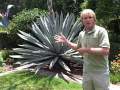 Bok Tower Gardens' Century Plant in Bloom