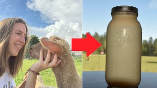 How to Milk a Sheep