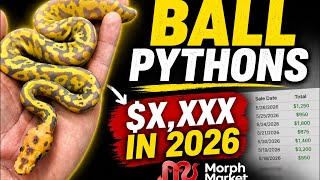 How Much I Made Selling Ball Pythons 2026 Selling Affordable Ball Pythons While Being A New Breeder