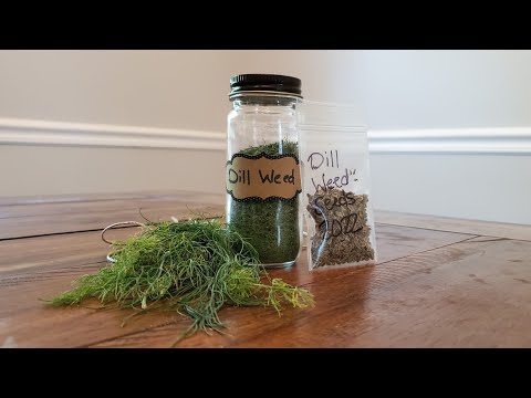 Video: Harvesting Dill - Hur man torkar dill ogräs och frön