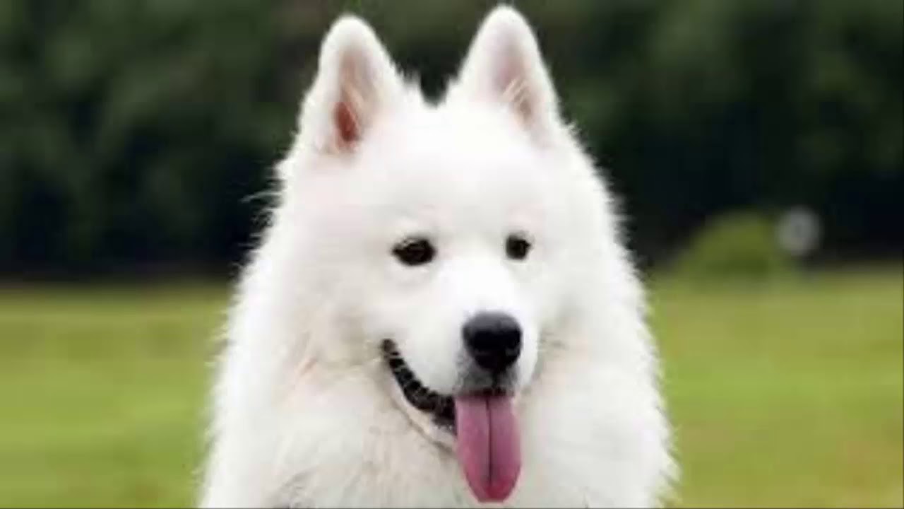 Samoyed Hakkinda Bilmeniz Gerekenler Irk Ozellikleri 4 Youtube