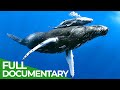 World of the wild  episode 7 the open ocean  free documentary nature