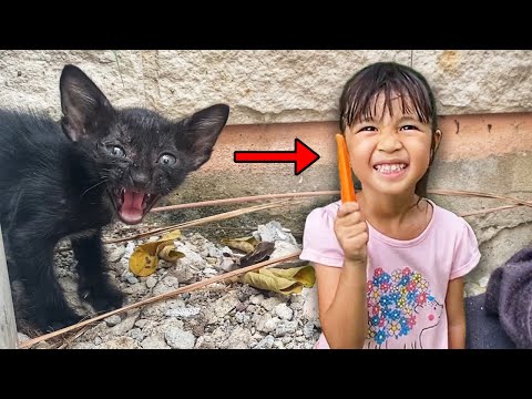 บริ้งค์ไบรท์ | เจอลูกแมวหลงทาง ตามหาแม่แมว