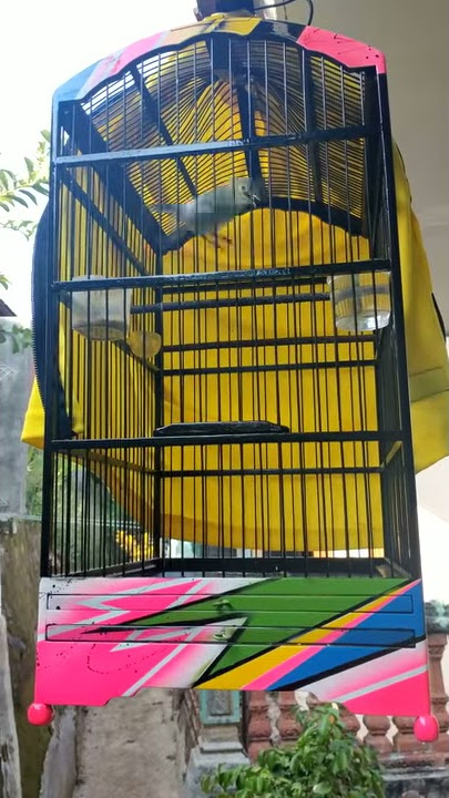 cipew ngeleker