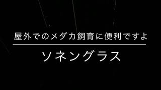 夜のメダカの様子が気になるよね