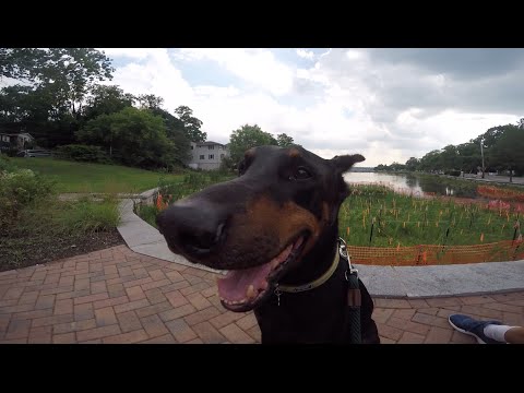 walking pez A Walk with Otis GoPro HD