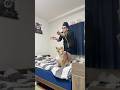 流行ってるやつ #柴犬 #サカナクション #夜の踊り子 #shorts