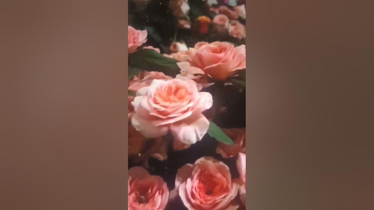 FLOWER PRODUCTION PLANT Shorts 30, 000 square meters of Real FLOWERS 😍🌹🌹🌹 YouTube