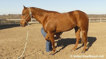 Dirty Sanjo - grooming and tacking! - ValleyViewRanch.net