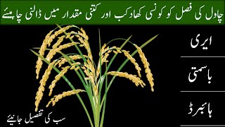 Fertilization plan of rice crop|How to Increas per acre rice yield|چاول  کی تمام اقسام کے لئے کھادیں