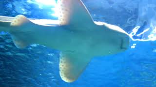 Зебровая Акула. Выставка Морских Рыб В Центре Дельфиния Новосибирского Зоопарка.