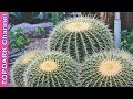 10 Increíbles plantas del desierto