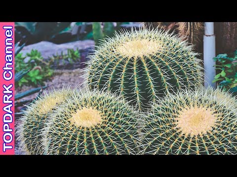Video: ¿Qué plantas hay en los desiertos?