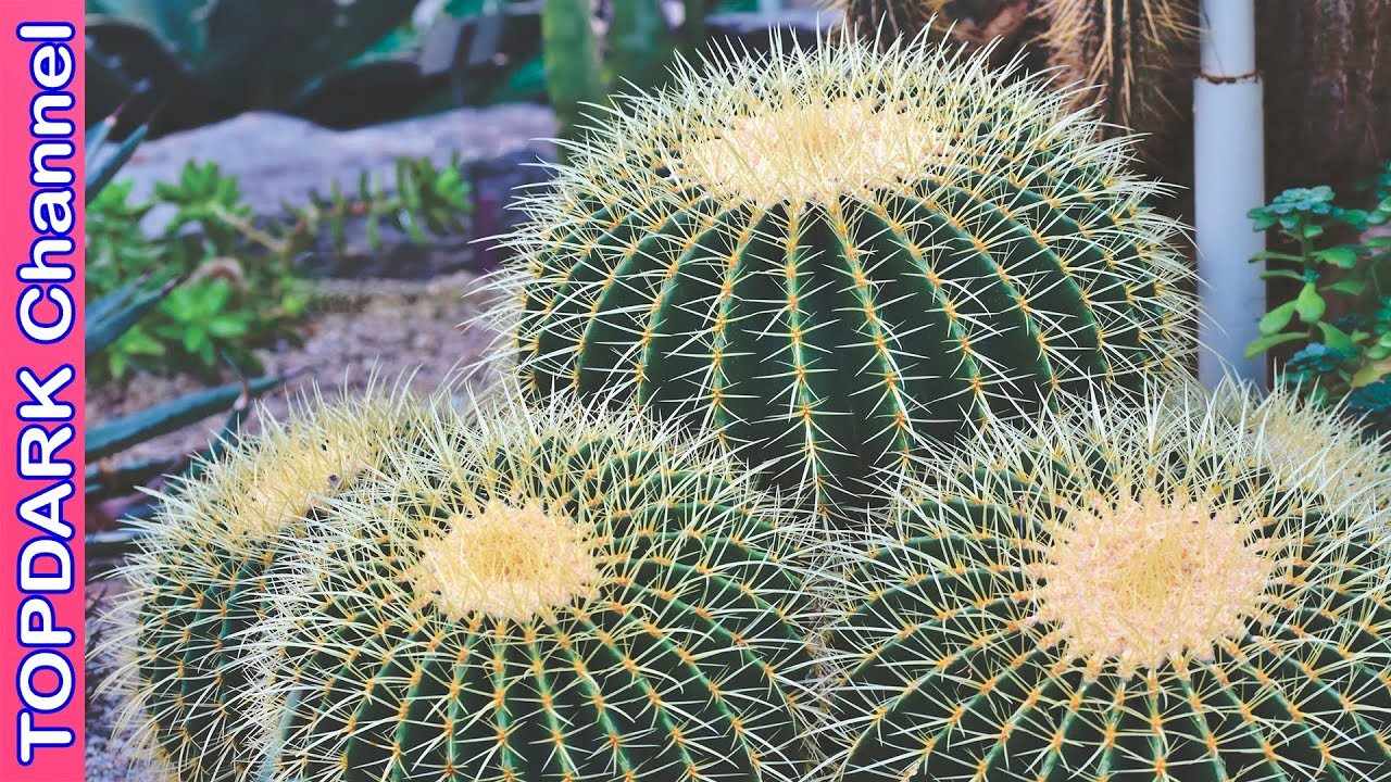 10 Increíbles Plantas del Desierto - thptnganamst.edu.vn