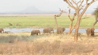 Elephants Emerging From Silale Swamp, Tanzania